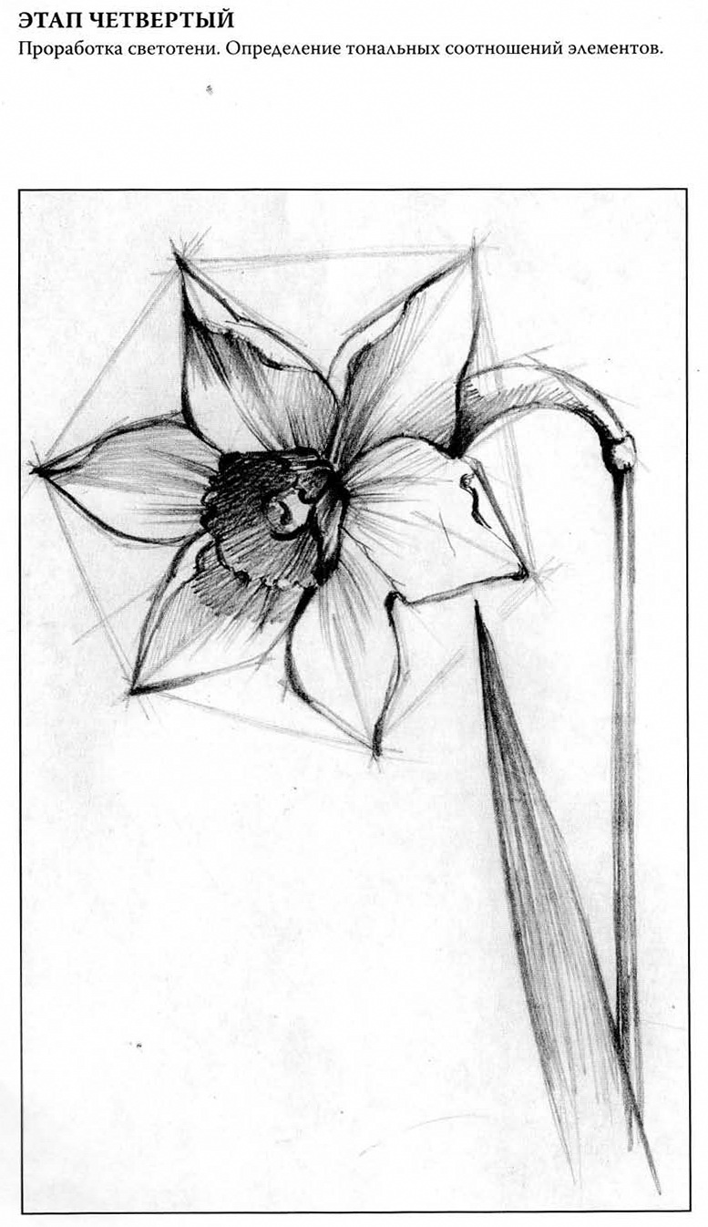 Цветы рисунок карандашом