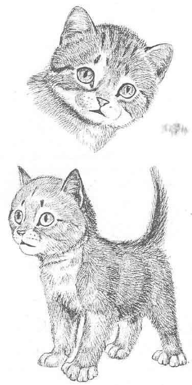 Рисуем котенка