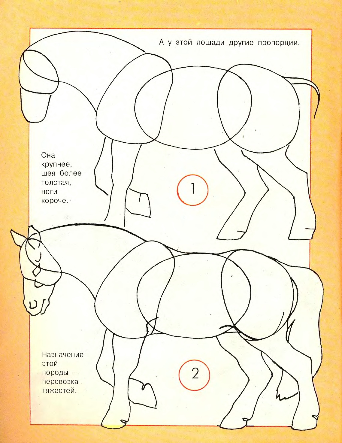 Как нарисовать лошадь сзади