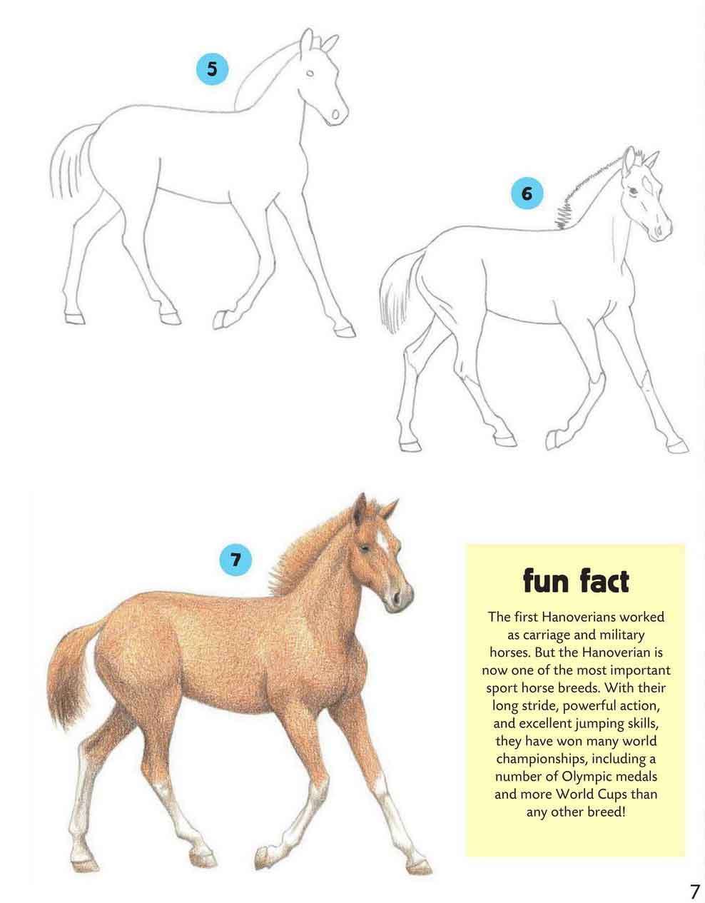 Схема рисования лошадей жеребенок