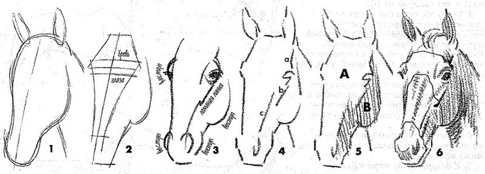 Голова лошади рисунок поэтапно - 50 фото