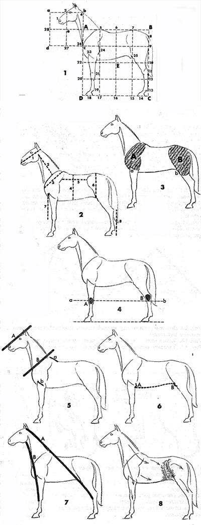Как правильно рисовать лошадь