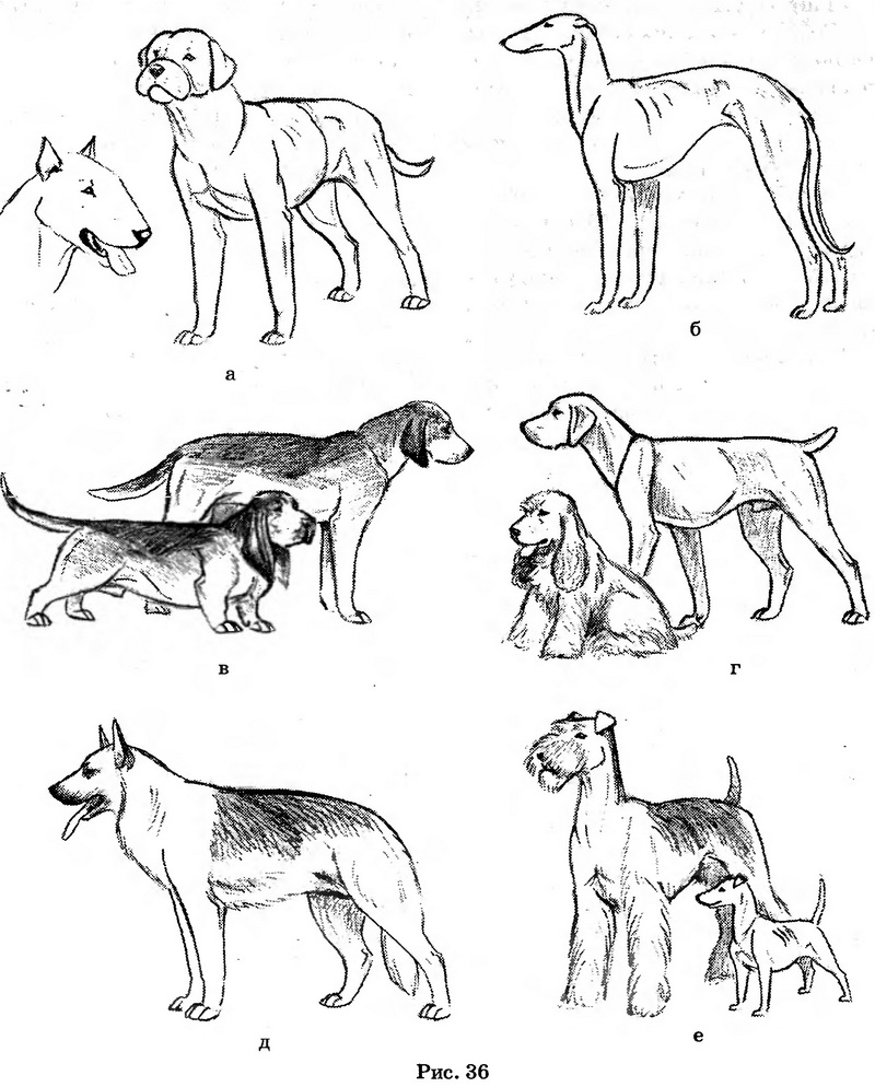 Особенности рисования собак разных пород
