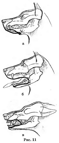 Рисунок собаки - голова