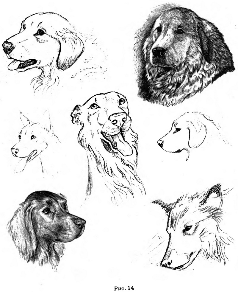 Рисунки простым карандашом морды собак (48 фото) » Рисунки для срисовки и не только