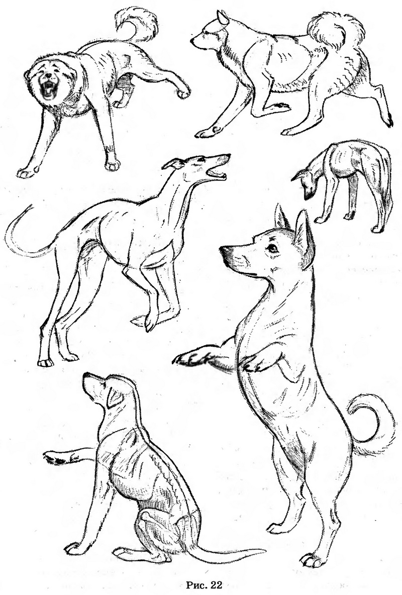 Рисунок собаки - собака в движении