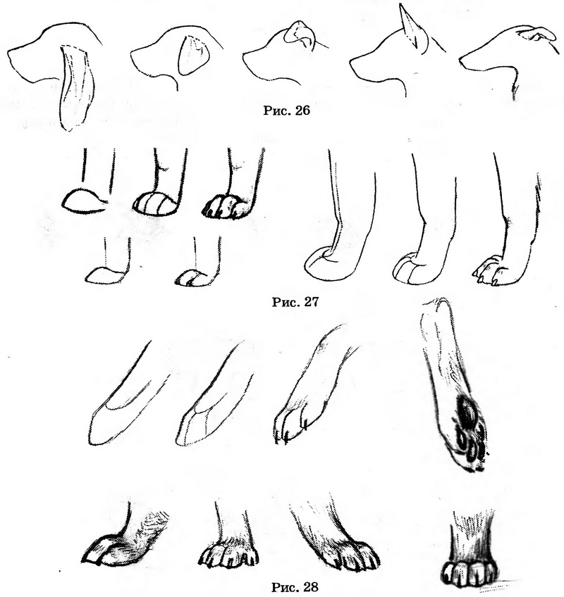 Рисунок собаки - глаза, нос, уши и лапы