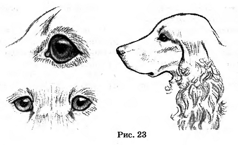 Рисунок собаки - глаза, нос, уши и лапы