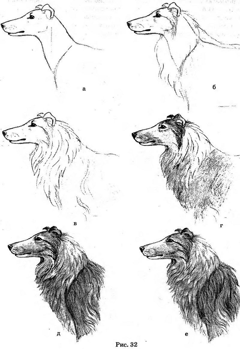 Рисунок собаки - шерсть
